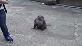 大咖笑料-20151228-怒！群猴疯扒游客衣服