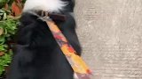 少爷去山边玩，经常遇见女神狗