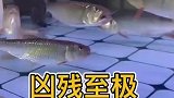 这些鱼太残暴了，连同类都不放过