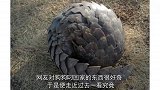 狗子从大山里叼回一个圆圆的东西，主人走近一看吓得立刻将其放生