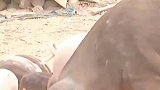 野猪和家猪自由恋爱，大叔喜获40多头野猪崽