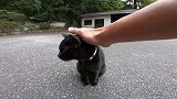 广场上有一只黑猫，靠近它一点都不抗拒，还在我面前打瞌睡