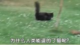 猫咪为什么会被愚蠢的人类逗弄呢