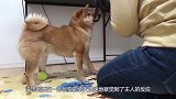 主人假装哭泣测试柴犬，没想到接下来它的反应实在是太暖了！