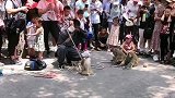 猴子演得不错