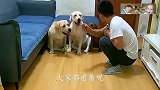 主人用吃的锻炼拉布拉多的耐心，小迷糊果然是“废铁”！