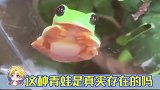 这青蛙也太萌了吧