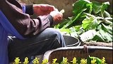 贵州大山发现一天然洞穴，洞中住70多人，养鸡种菜与世无争