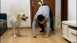 拉布拉多模仿主人的动作惟妙惟肖，太厉害了！