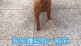 来喽、来喽，狗狗蹭屁股你知道健康吗