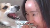 主人咬了狗狗一口，下一秒狗狗的反应，承包我一年的笑点