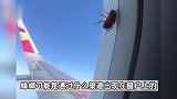 蟑螂趴飞机舷窗旅行3000公里？航司：它在玻璃空隙中，未影响飞行安全