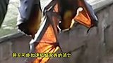 世界上最大的蝙蝠 展开翅膀可达到1.82米