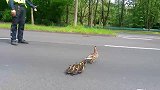鸭妈妈领着一群可爱的鸭宝宝过马路，警察亲自来保驾护航，太帅了