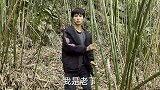 遇到这样的石壁放个诱蜂箱吧，来一群蜂筑2个巢，这窝蜂潜力太大
