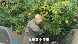 这是个什么玩意？居然偷我家柠檬