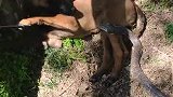 狗子：咋办，不知道这蛇有毒不，我也不敢动！