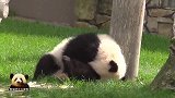 熊孩子自嗨不过瘾，又跑去熊猫妈妈身边撒滚撒娇，结果被无视