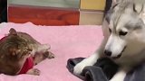 二哈被猫咪打了一巴掌，结果它竟埋头哭了起来：委屈！