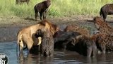 狮子大战20只鬣狗，动物界适者生存法则！