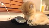 橘猫：不上课不上班的还困成这样，你昨晚偷猫去了吧