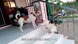 狗狗vs鸡，鸡狗大战一触即发，结局令人意外