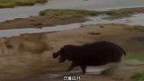 河马从鳄鱼嘴里拯救羚羊，真的很少见