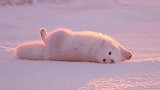 一个被粘住的北极狐