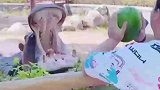 小伙给河马喂西瓜，用力过猛怼河马嗓子眼