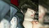 小猫咪扯着丝带，将它拽的到处都是，这也太有趣了啊！