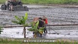 最“猖狂”的家畜，大量繁殖上亿头，人们不敢吃也不敢杀