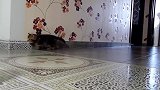 独自玩耍的猫咪，看这自娱自乐的样子，真是萌极了！