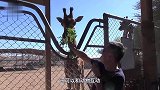 狮子隔着玻璃突然袭击宝宝!宝宝一转头,狮子的反应笑喷了