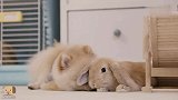 狗狗给兔子舔毛，把兔子吓蒙了都不敢动，狗：兔子你感动不