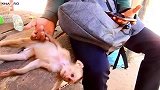 小猴子与游客玩得非常热乎，它很适应独居的生活