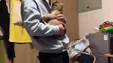 找走丢的猫时喂了一只小野猫，主人问它能不能把自家猫带回来