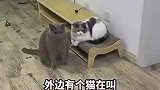 邻居家的猫一直串门