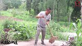 杨梅酒泡出颜色了，炒个香辣鸭块再蒸个耙茄子，下酒下饭的菜都有
