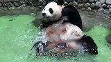 大熊猫天生绘画高手，随手一挥就是水墨画，一幅3800元