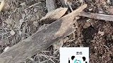 烧火发现木板不对劲