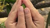 芒果从小到大的生长过程
