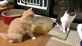 动物界出拳速度第一，几秒打出13拳，这拳速把橘猫给打懵了