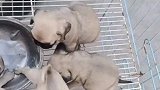巴哥犬，很好养的狗子，能吃能睡