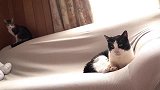 狸花猫太坏了，故意从背后吓老猫，还假装不是有意的