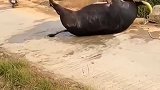 不看不知道，一看吓一跳