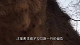 世界上最大的鸟巢，却从没人敢爬上去！村民：去送死？
