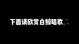你们要的白鲸唱歌来啦！但是它们还能发出很多种声音