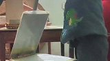 小小奇才这项技术活连大人都难以胜任，惊呼坐坏怕不怕