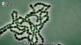 科学家发现古人类足迹，距今已上百万，你知道他们是怎么生活的吗