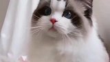 布偶猫：嗯呀！今天又是一只大家闺秀喵呢